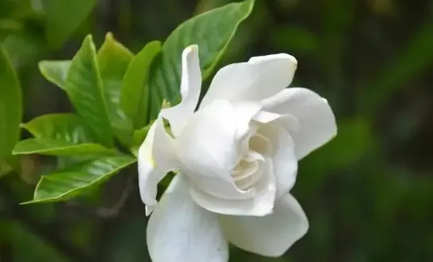 栀子花长白色黏黏的虫子用什么药,栀子花上面好多黏手白点我把叶子剪了可以吗？