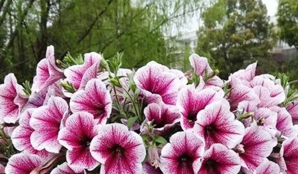 四季都开花的花有哪些品种,四季代表性的花？