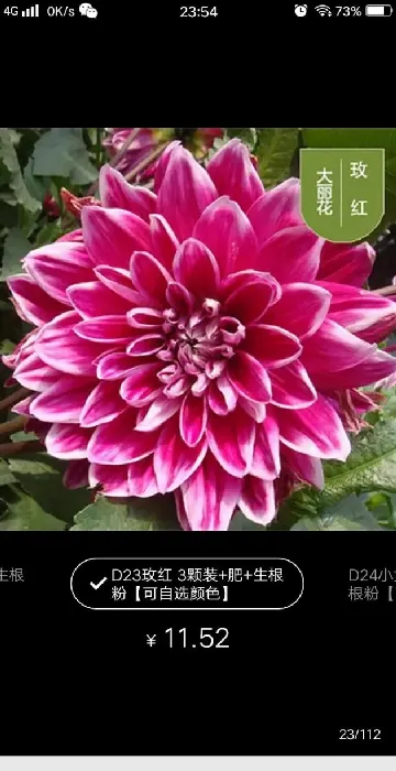 大丽花花期多长时间，怎么养开花多,大丽花的生长期多长时间？