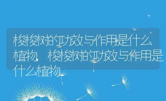 梭梭树的功效与作用是什么植物,梭梭树的功效与作用是什么植物 | 养殖科普