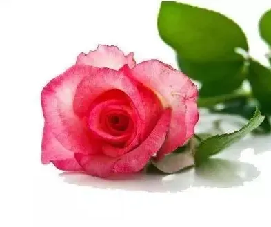 1到999朵玫瑰花代表什么意思,1到521的花代表什么？