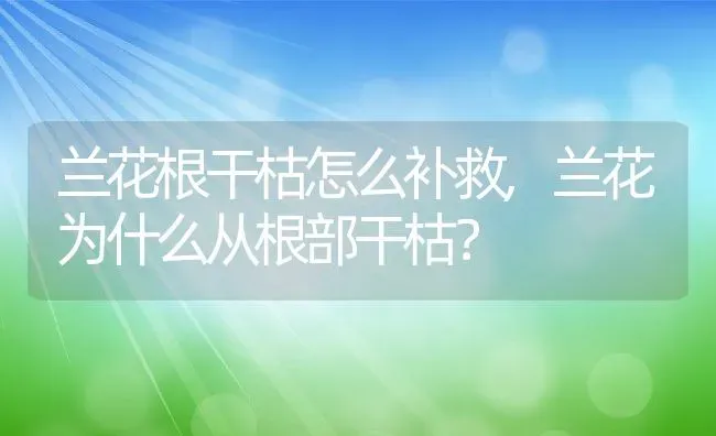 兰花根干枯怎么补救,兰花为什么从根部干枯？ | 养殖科普