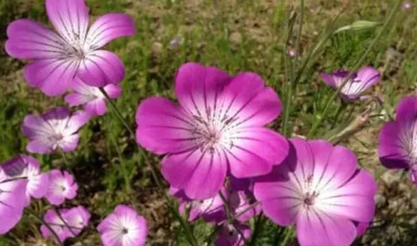 麦仙翁的种植方法 | 常识大全