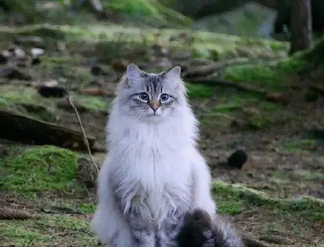 挪威森林猫在中国能买到吗,市面上的挪威森林猫大概多少钱一只？