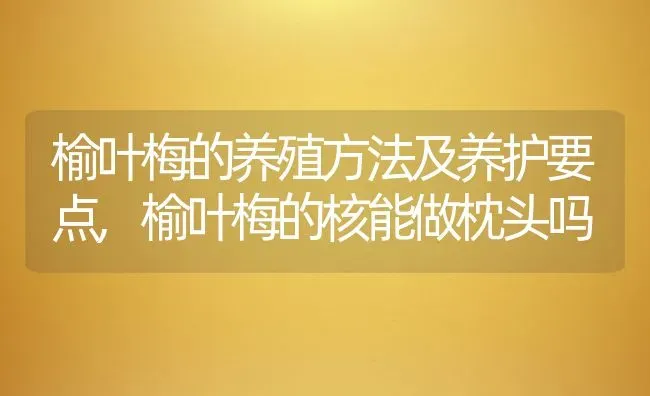 榆叶梅的养殖方法及养护要点,榆叶梅的核能做枕头吗 | 养殖学堂