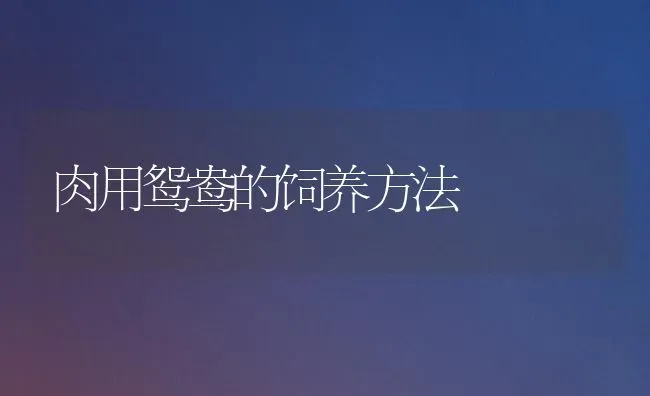 肉用鸳鸯的饲养方法 | 养殖知识