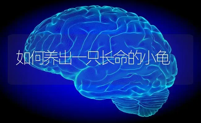 如何养出一只长命的小龟 | 养殖知识