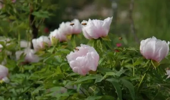 芍药和牡丹的区别 | 常识大全