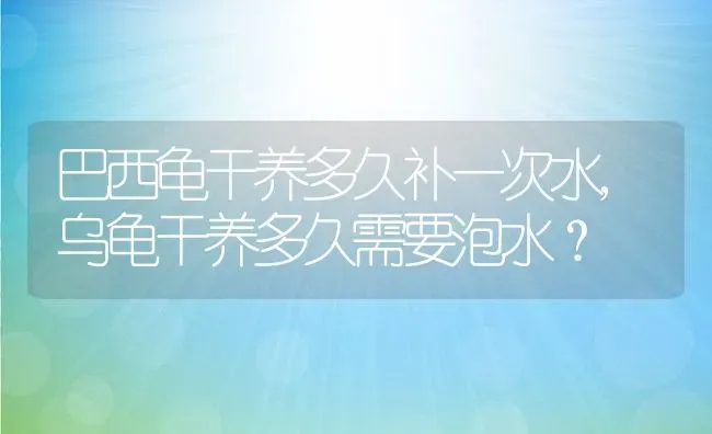 巴西龟干养多久补一次水,乌龟干养多久需要泡水？ | 养殖学堂