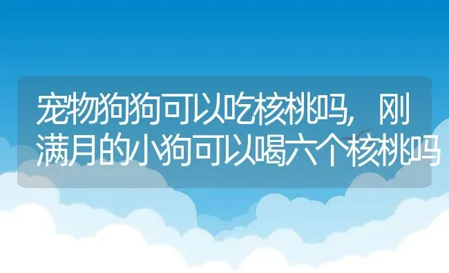 宠物狗狗可以吃核桃吗,刚满月的小狗可以喝六个核桃吗 | 养殖学堂