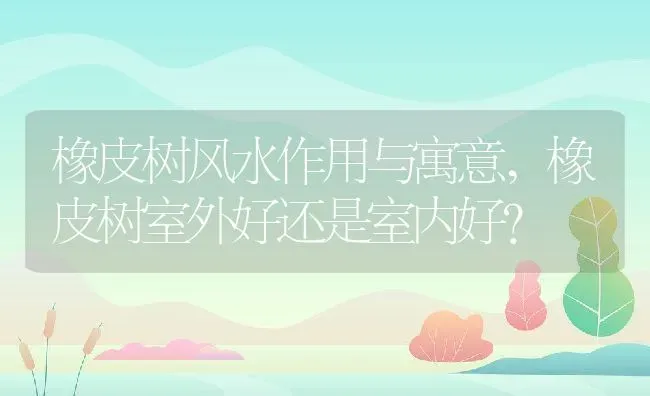 橡皮树风水作用与寓意,橡皮树室外好还是室内好？ | 养殖科普