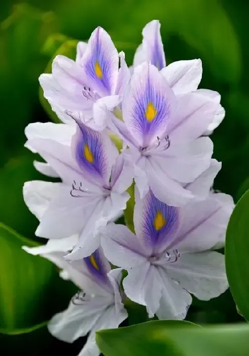 开蓝色花的花卉有哪些,10种春天开的蓝色花有哪些？