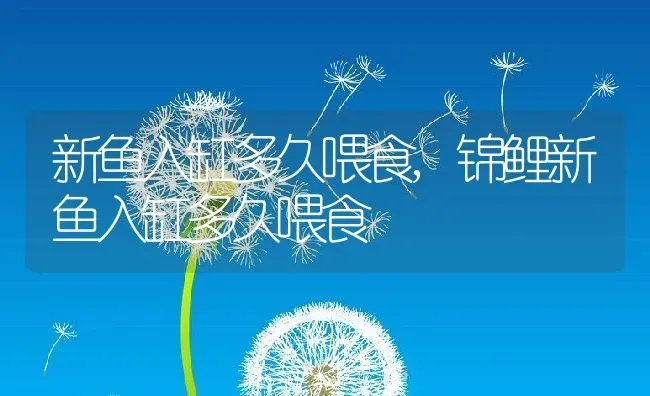 新鱼入缸多久喂食,锦鲤新鱼入缸多久喂食 | 养殖科普