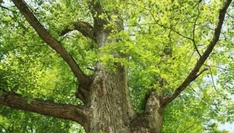 养殖场周围种植榆树的好处 榆树栽培技术 | 三农知识