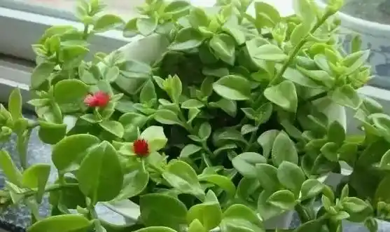 牡丹吊兰什么时候扦插最好,牡丹吊兰扦插繁殖方法步骤及4种注意事项？