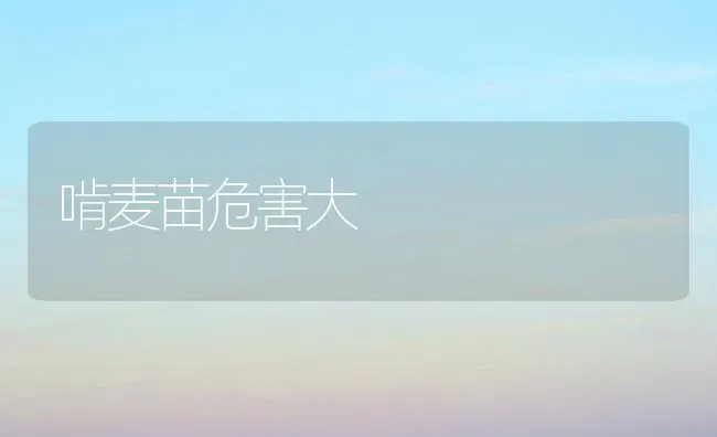 啃麦苗危害大 | 养殖技术大全