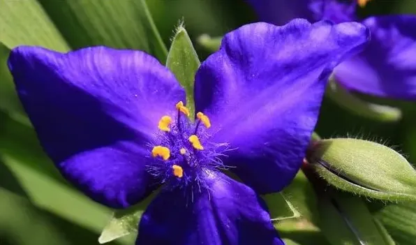 紫露草花后如何修剪 | 实用知识