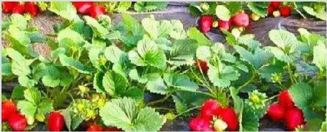 怎样判断草莓花芽分化 | 生活常识