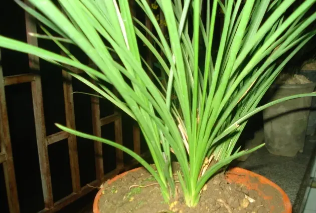 兰花用什么土,兰花用什么土什么时间种？