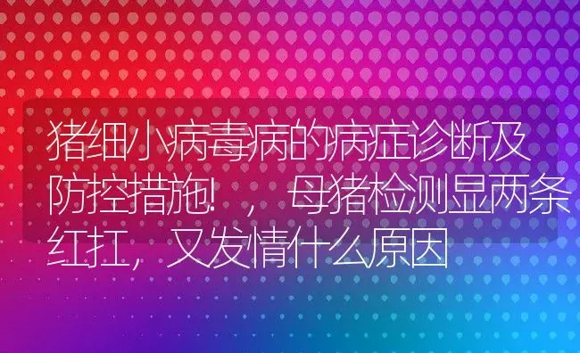 猪细小病毒病的病症诊断及防控措施!,母猪检测显两条红扛，又发情什么原因 | 养殖学堂