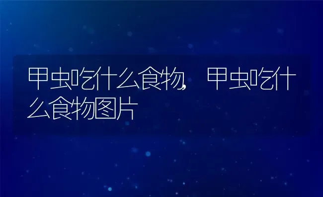 甲虫吃什么食物,甲虫吃什么食物图片 | 养殖科普