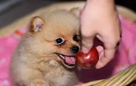 博美犬常见的撒娇方式,公博美比较好动吗？