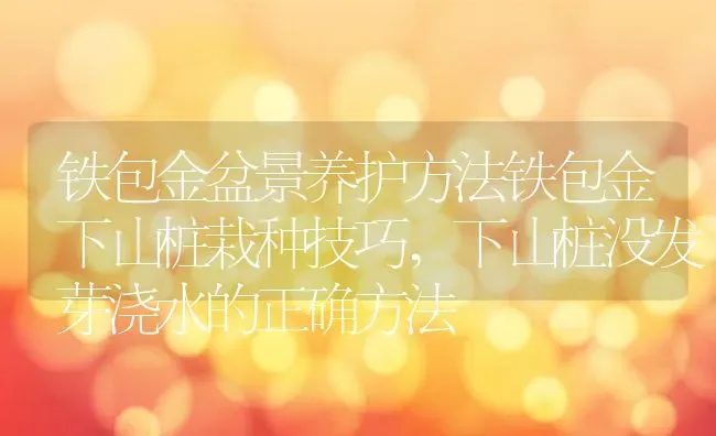 铁包金盆景养护方法铁包金下山桩栽种技巧,下山桩没发芽浇水的正确方法 | 养殖学堂