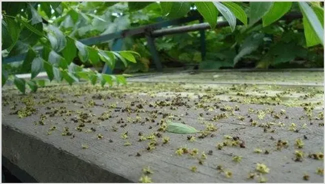 樱桃落花落果怎么办 | 三农知识