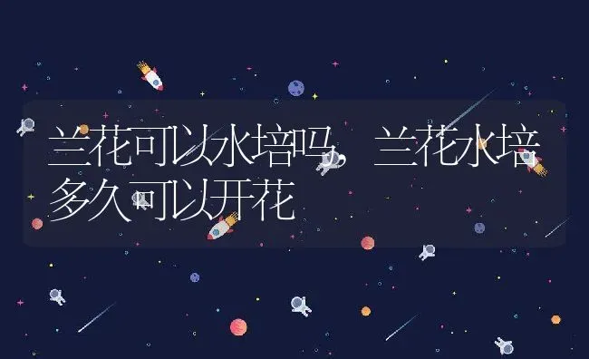 兰花可以水培吗,兰花水培多久可以开花 | 养殖学堂