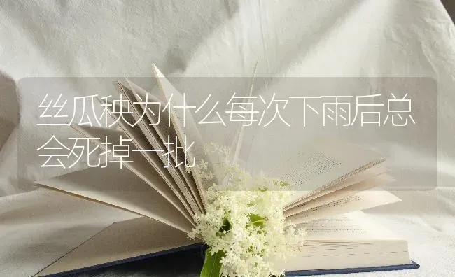 丝瓜秧为什么每次下雨后总会死掉一批 | 养殖技术大全
