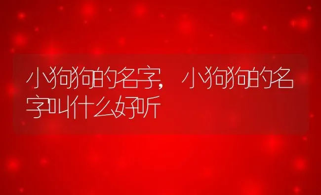 小狗狗的名字,小狗狗的名字叫什么好听 | 养殖科普