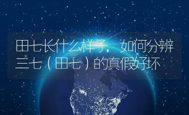 田七长什么样子,如何分辨三七（田七）的真假好坏 | 养殖学堂