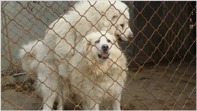 养殖肉狗有10招需谨记 | 生活妙招