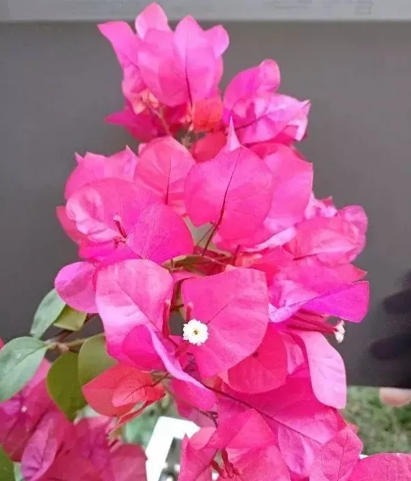 冬天种什么花,冬天种什么菜？