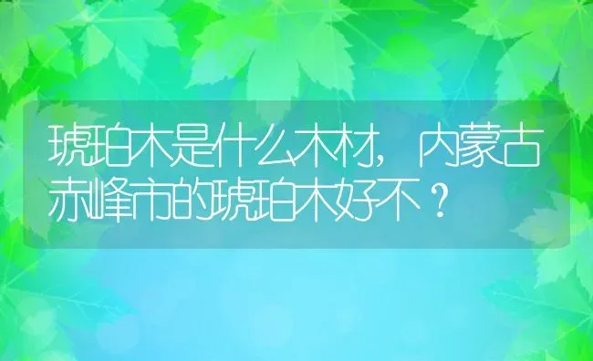 琥珀木是什么木材,内蒙古赤峰市的琥珀木好不？ | 养殖科普