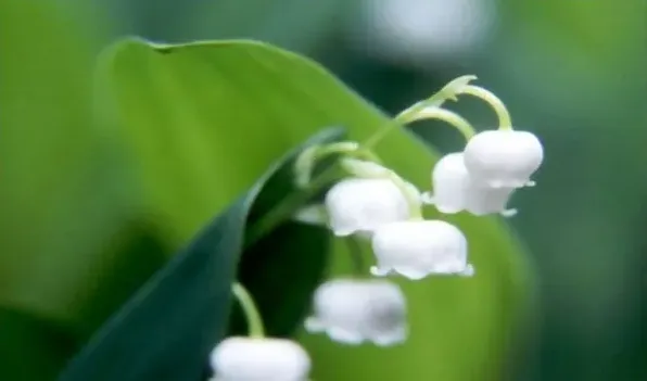 铃兰花的花语 | 常识大全