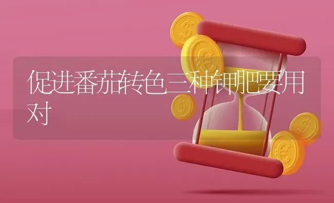 促进番茄转色三种钾肥要用对 | 养殖技术大全