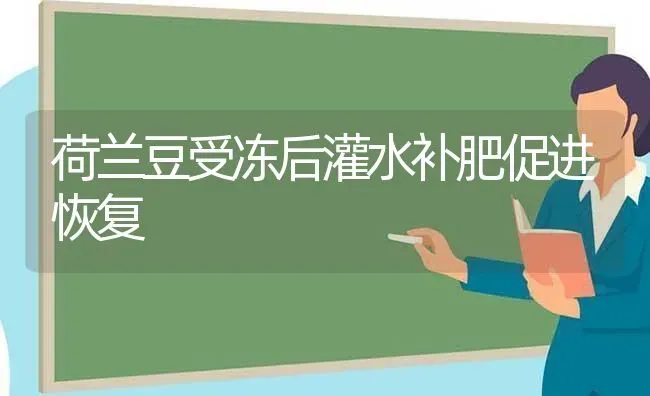 荷兰豆受冻后灌水补肥促进恢复 | 养殖知识