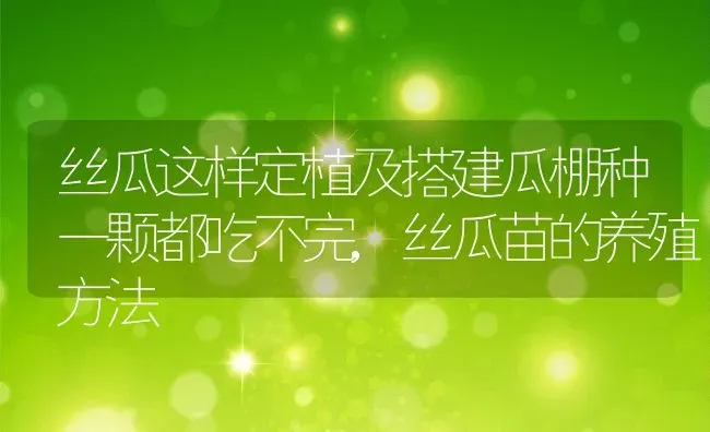 丝瓜这样定植及搭建瓜棚种一颗都吃不完,丝瓜苗的养殖方法 | 养殖学堂