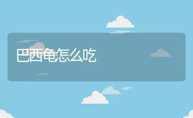 巴西龟怎么吃 | 养殖科普