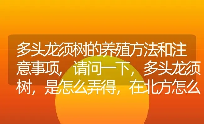 多头龙须树的养殖方法和注意事项,请问一下，多头龙须树，是怎么弄得，在北方怎么安全过冬，用什么土载，谢谢？ | 养殖科普