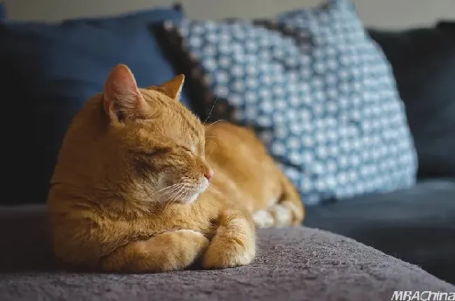 猫最爱吃的10种食物,猫喜欢吃什么食物排行？