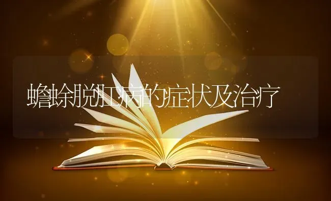 蟾蜍脱肛病的症状及治疗 | 养殖技术大全