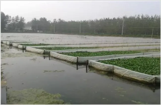 水蛭养殖池的建造及消毒 | 生活常识