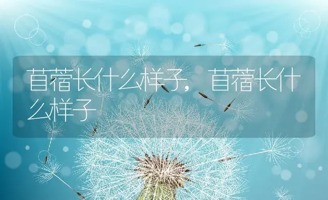 苜蓿长什么样子,苜蓿长什么样子 | 养殖科普