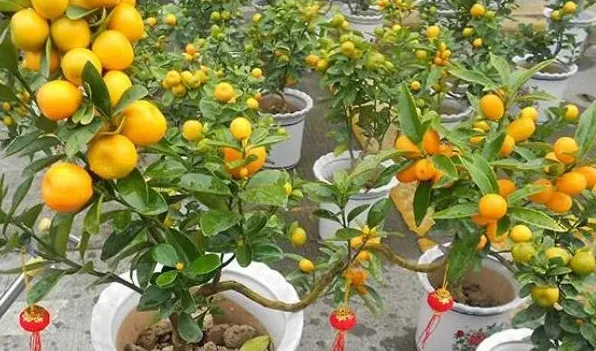 盆栽叶片发白怎么办 | 三农知识