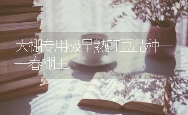 大棚专用极早熟豇豆品种——春棚王 | 养殖知识