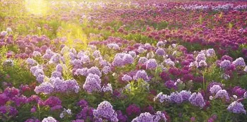 宿根花卉有哪些花,宿根花卉的特点？