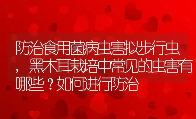 防治食用菌病虫害拟步行虫,黑木耳栽培中常见的虫害有哪些？如何进行防治 | 养殖学堂