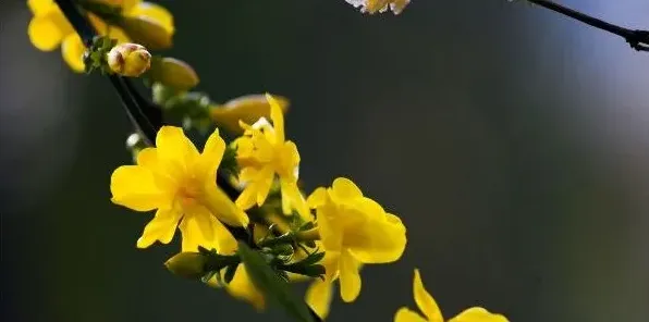 二月开什么花，水仙花/迎春花/独占春/仙人指等 | 生活常识